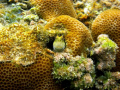   barred chin blenny  